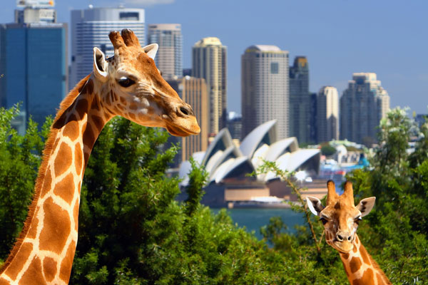 澳大利亞游學夏令營收費多少錢,澳大利亞游學夏令營費用價格表